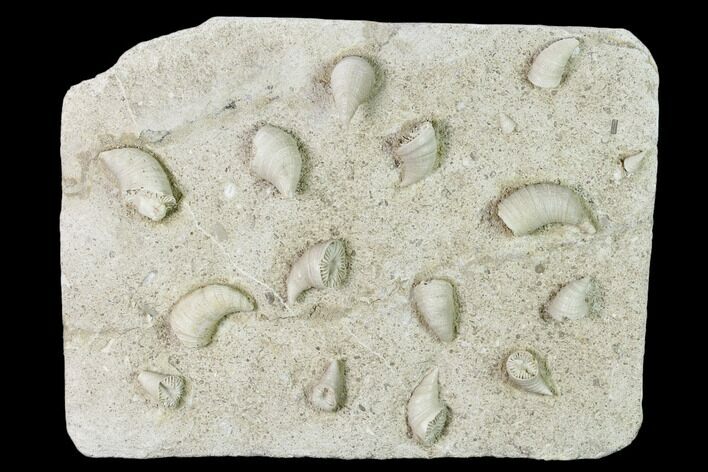 Mississippian Cuneate Coral (Neozaphrentis) Fossils - Arkansas #148667